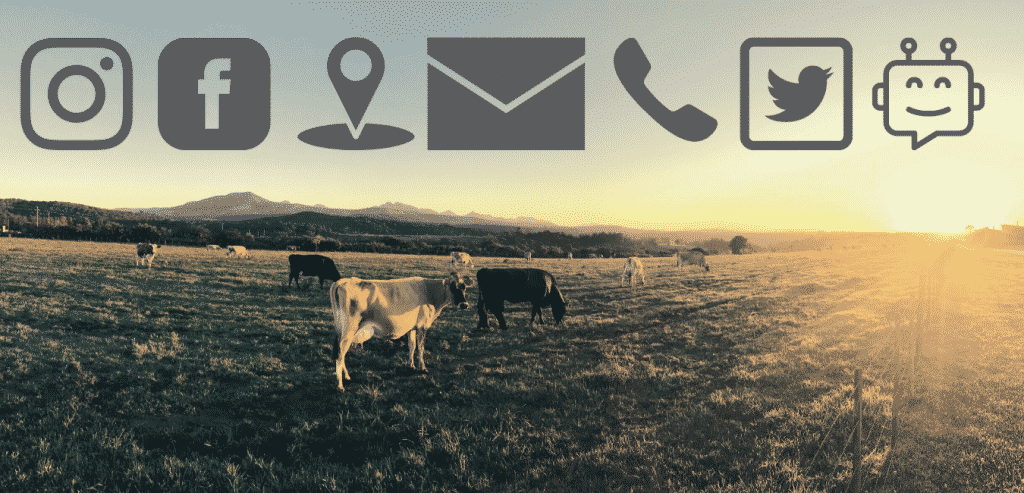 South West cattle grazing under our contact icons at sunset