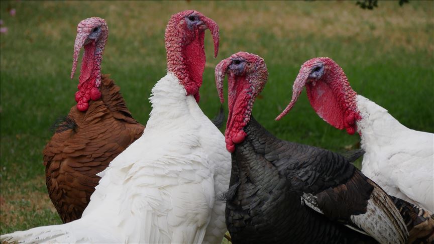 bronze and white local turkeys